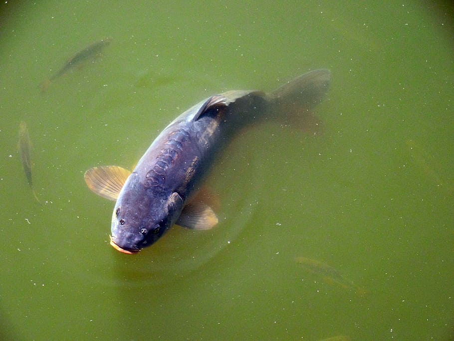 carp, fish, lake, pond, water, green, nature, animal wildlife HD wallpaper