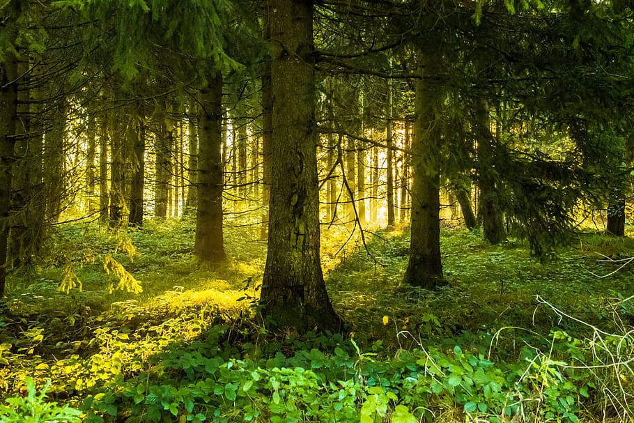 green forest, trees, lighting, sunrise, nature, landscape, gloomy HD wallpaper