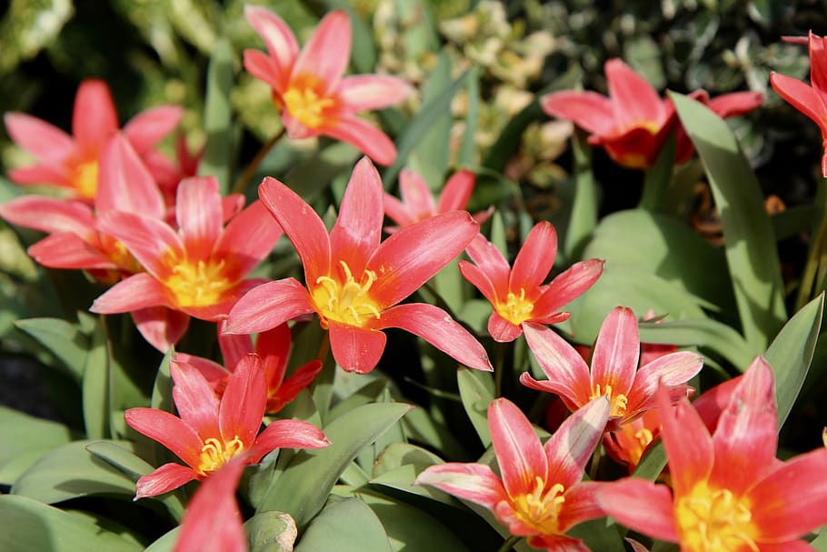 tulips, red, spring, flowering plant, vulnerability, petal HD wallpaper