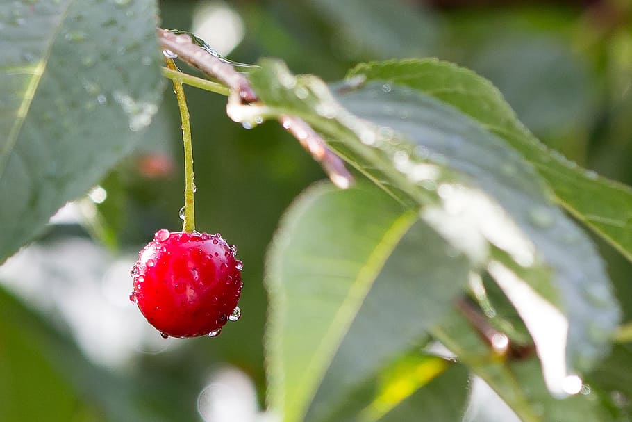 cherry, rain, wet, summer, fruit, food and drink, healthy eating HD wallpaper