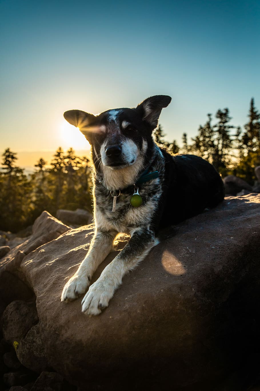 long-coated brown and black dog sitting on grey boulder, black and white dog prone lying on rock near of tall trees during sunset HD wallpaper