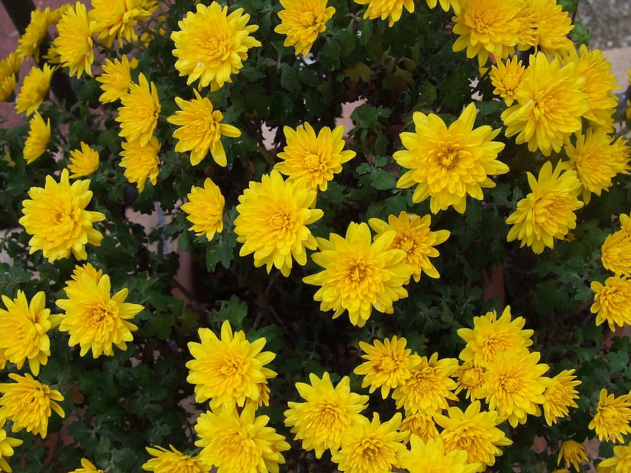 chrysanthemum, yellow, flower, flowering plant, beauty in nature HD wallpaper