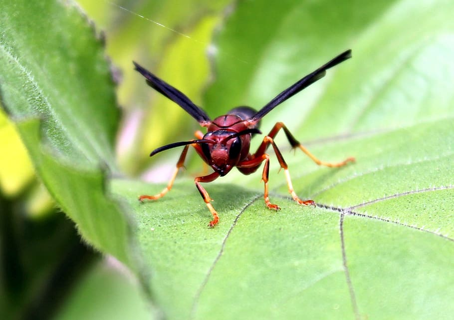 insect, nature, wasp, red wasp, plant part, leaf, invertebrate HD wallpaper