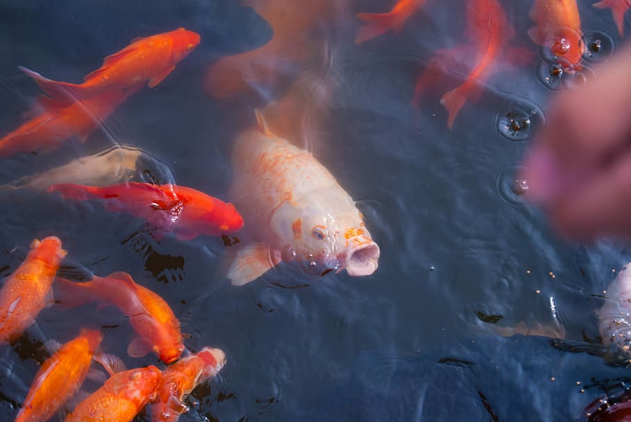 assorted color kois, assorted koi fishes, blue, red, food, orange HD wallpaper