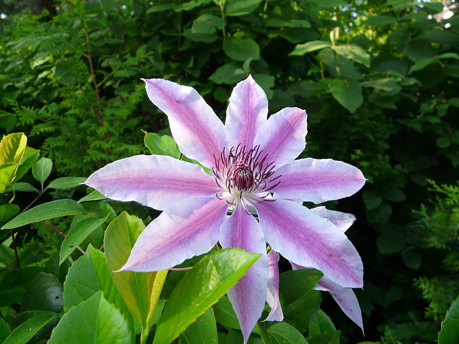 clematis, nelly, moser, close, blossom, bloom, flowering plant HD wallpaper