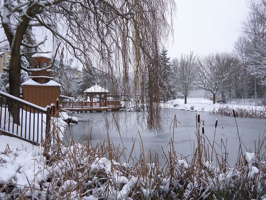 snow, winter, cold, white, season, nature, frost, beautiful