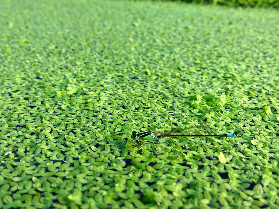 animals, dragonfly, plants, green, green color, growth, selective focus HD wallpaper