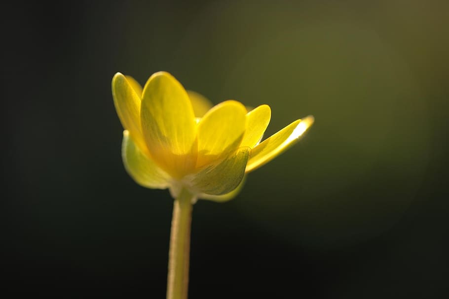 flower, nature, yellow, flowering plant, freshness, beauty in nature HD wallpaper