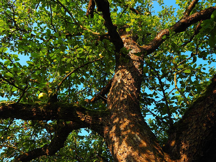 apple tree, tribe, log, orchard, fruit, frisch, healthy, vitamins HD wallpaper