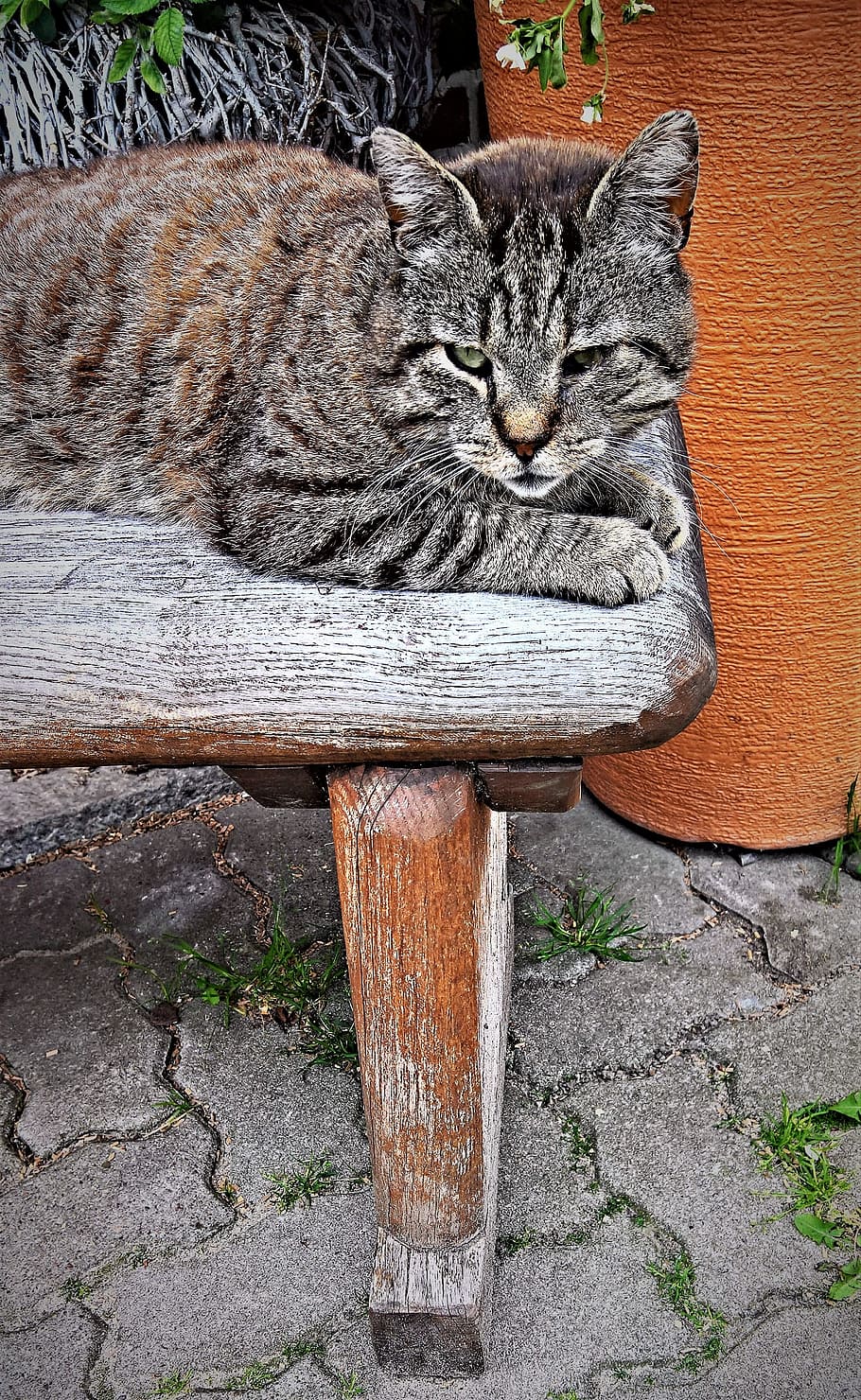 Pet, Old Cat, Mackerel, hofkatze, tired, calm, slow, favorite place HD wallpaper