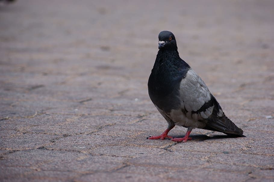 paloma, ave, feathers, bird, vertebrate, animal wildlife, animals in the wild HD wallpaper