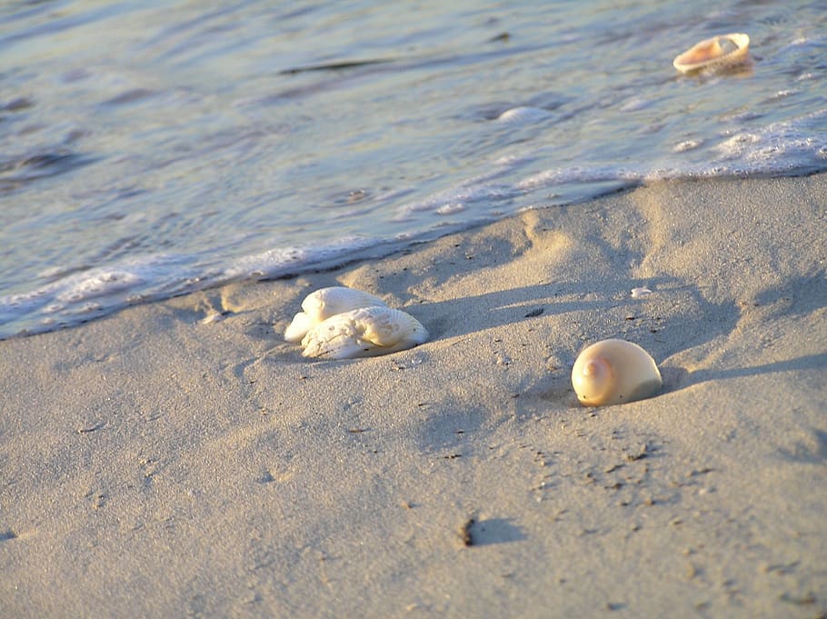sand, shells, water, beach, tide, ocean, ebb, flow, land, nature HD wallpaper