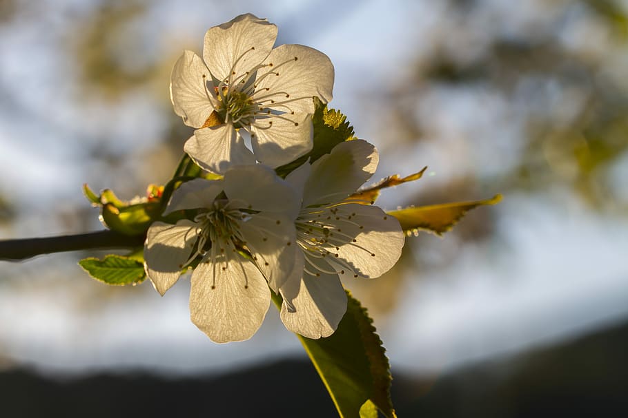 cherry blossom, spring, flowers, white blossom, bloom, plant HD wallpaper