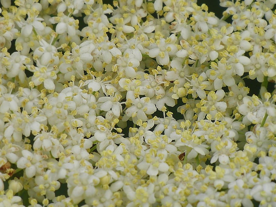 Elderflower, Background, Blossom, Bloom, nature, holler, white flowers, HD wallpaper