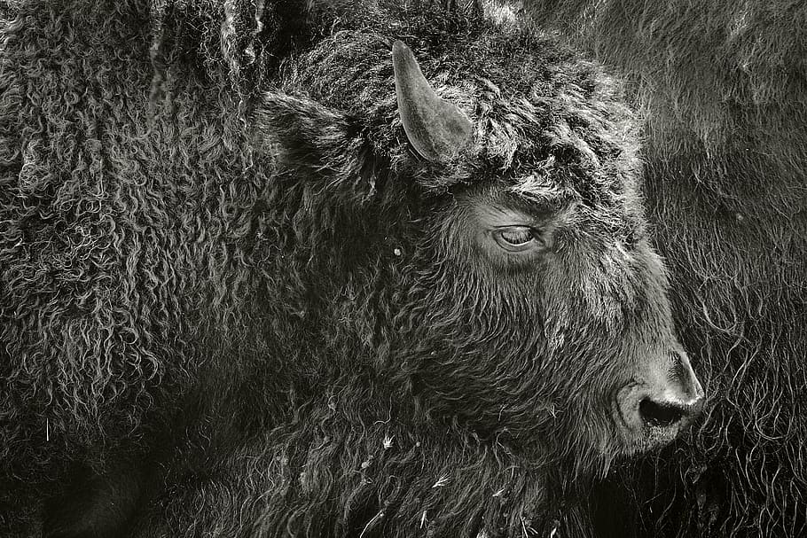 bison, abstract, pels, one animal, animal wildlife, animals in the wild HD wallpaper
