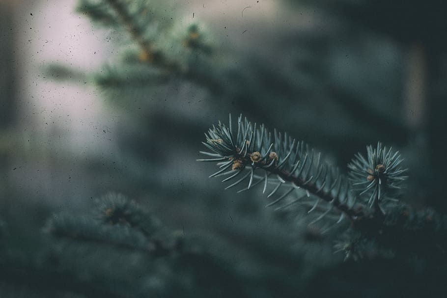 shallow focus photography of green leaf, green leafed tree, branch HD wallpaper