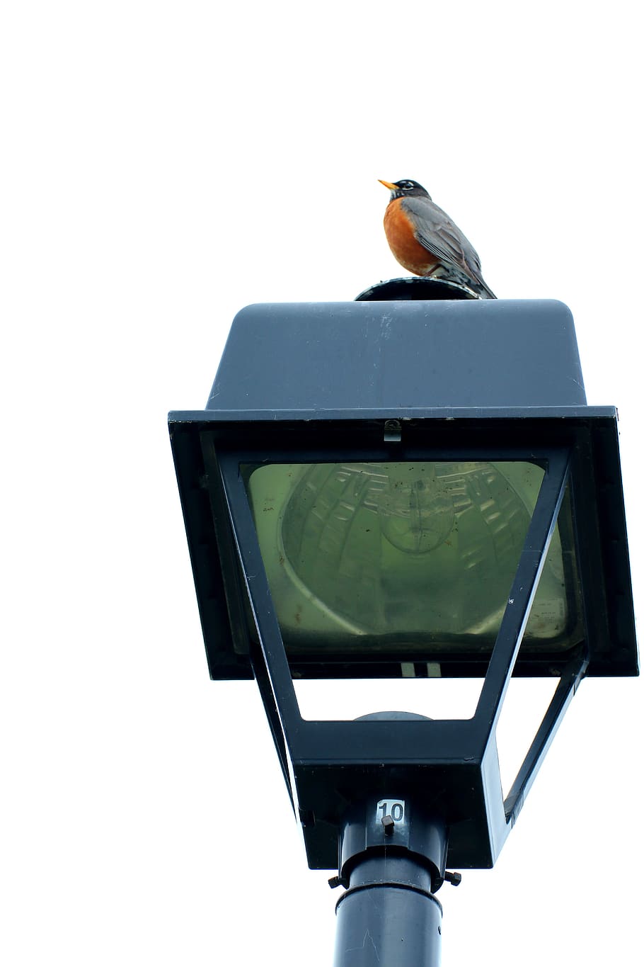 robin, lamppost, architecture, bird, animal, animals in the wild HD wallpaper