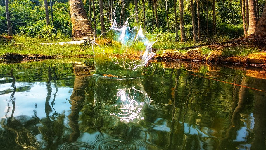 coconut, water, wall, tree, forest, plant, reflection, land HD wallpaper