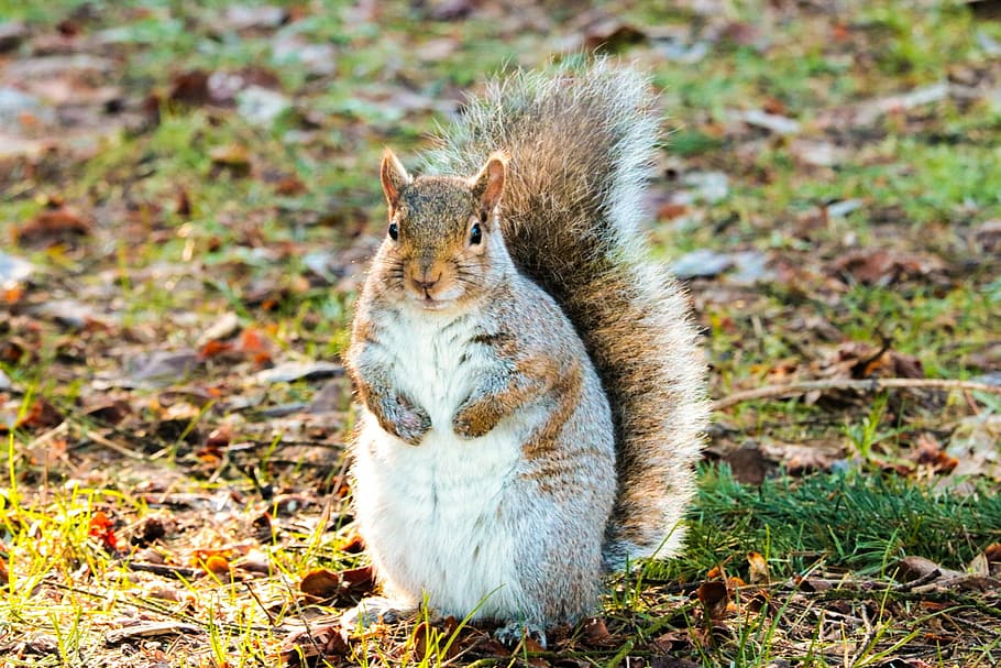 squirrel, brown, grey, park, leaves, fluffy, animal, one animal HD wallpaper