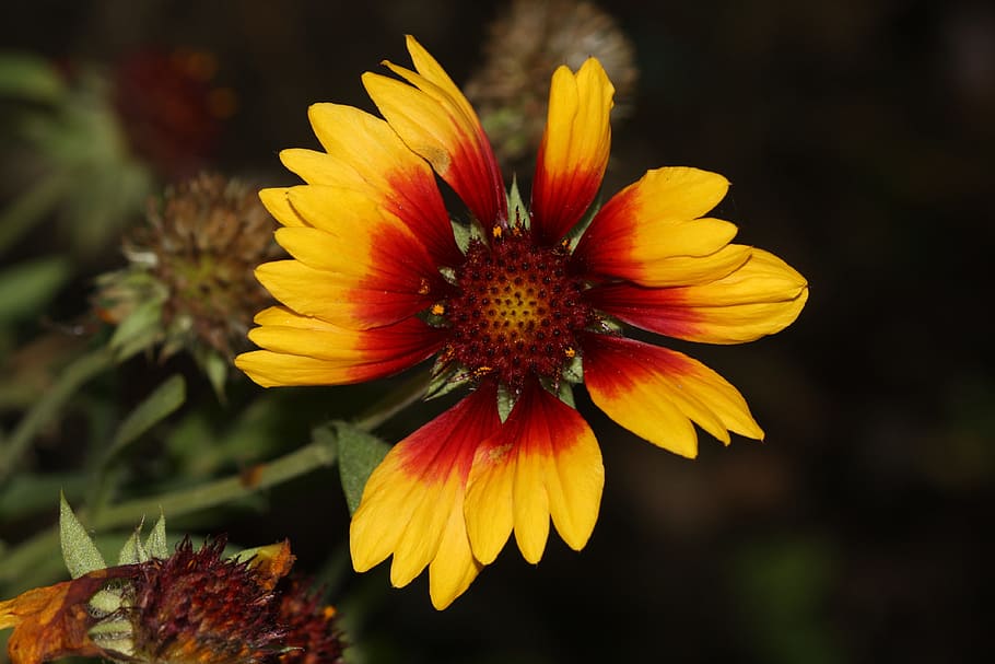 Flower, Nature, Plant, Spring, Garden, blossom, bloom, pollen HD wallpaper