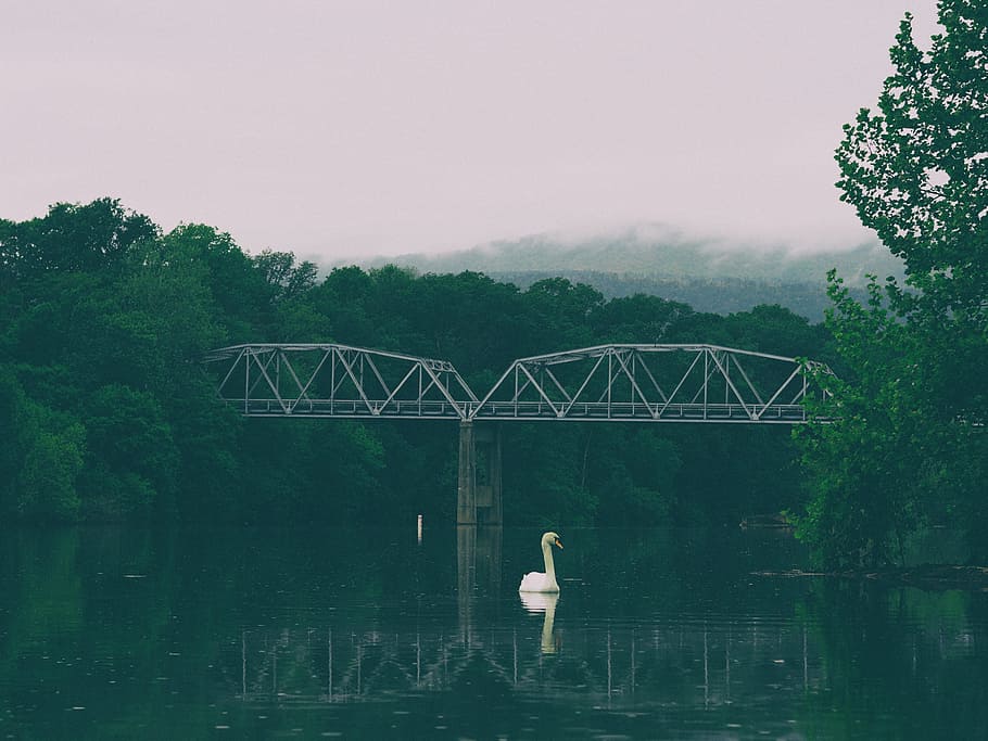 swan swimming on body of water near bridge, white swan on river in front of bridge during daytime HD wallpaper