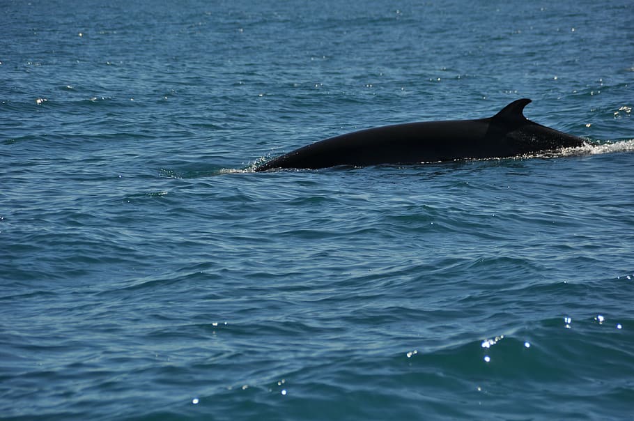 minke whale, wal, water, sea, nature, animal themes, animal wildlife, HD wallpaper