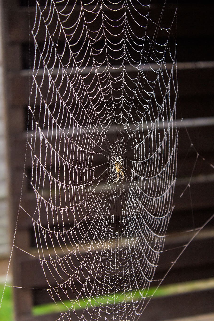 Spider, Net, Nature, Animal, Insect, outdoor, natural, spider web HD wallpaper