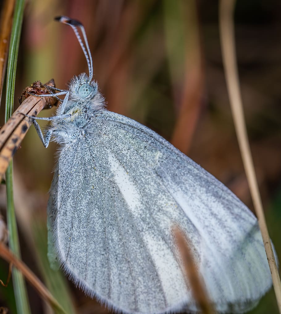 macro, insect, butterfly, close-up, no people, animal wildlife HD wallpaper