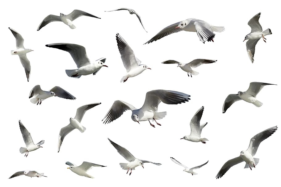 birds, seagulls, seabirds, animal themes, animals in the wild HD wallpaper