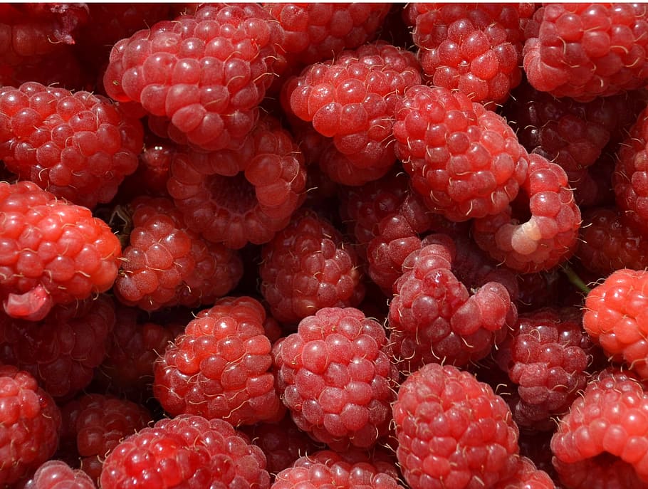 Raspberry, Fruit, Sweet, Fresh, red, summer, juicy, vitamin HD wallpaper