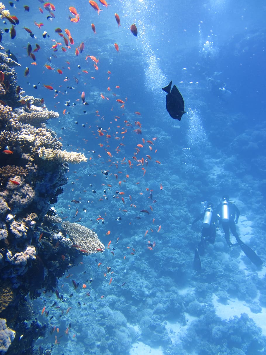 two scuba divers near corals, underwater, ocean, swim, fish HD wallpaper