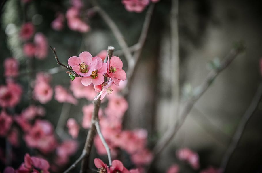selective focus photo of pink petaled flower, spring, flowers HD wallpaper