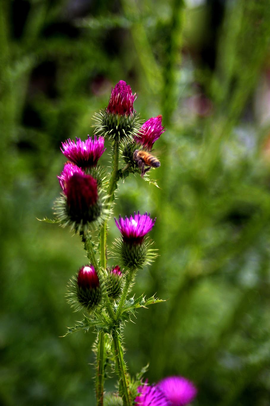 thistle, bug, flowers, plants, affix, insects, bee, park, booger thistle HD wallpaper