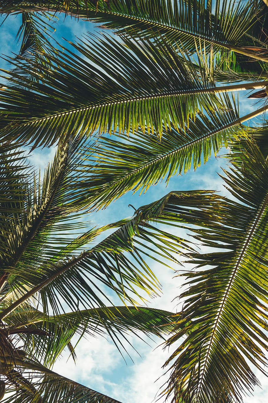 coconut tree leaves under blue sky during daytime, green coconut leafs HD wallpaper