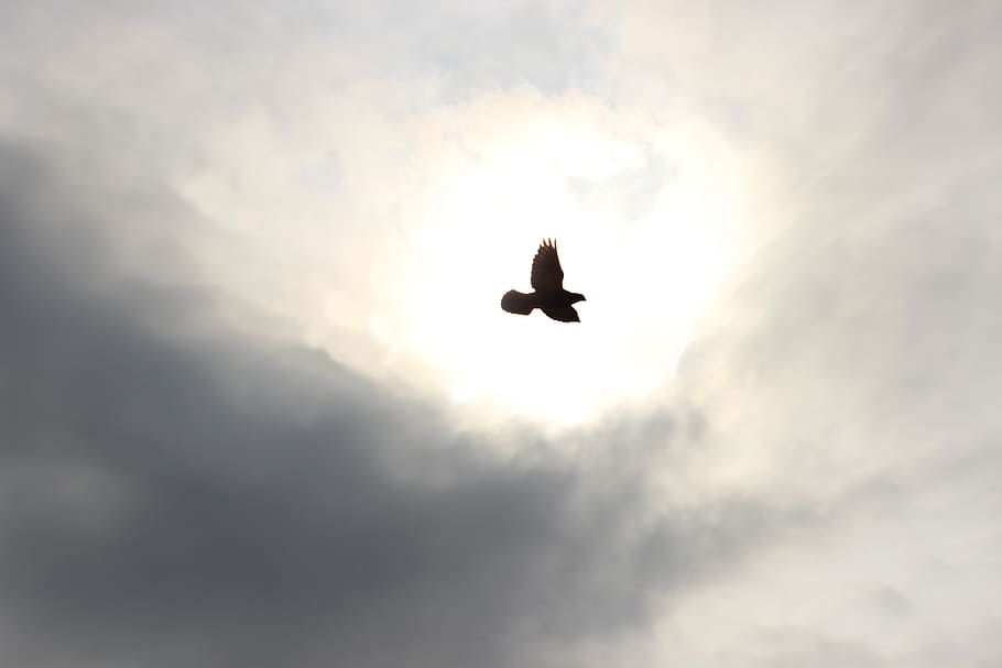 low angle of angle in flight, birds, sky, pigeons, pen, wings HD wallpaper