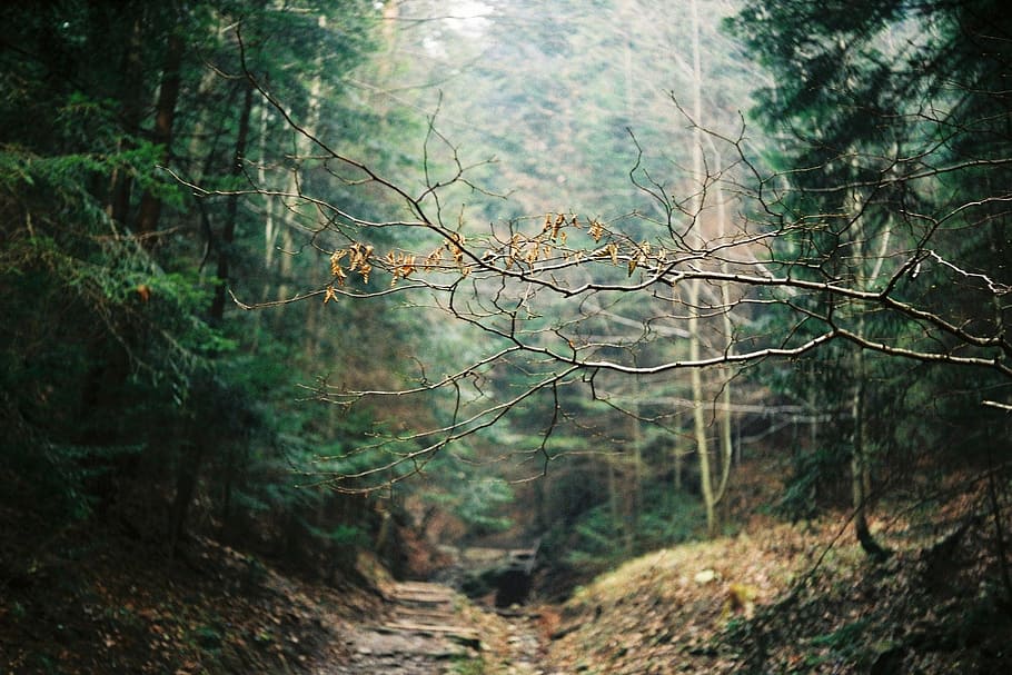 forest, mountain, trees, plant, adventure, outdoor, hiking HD wallpaper