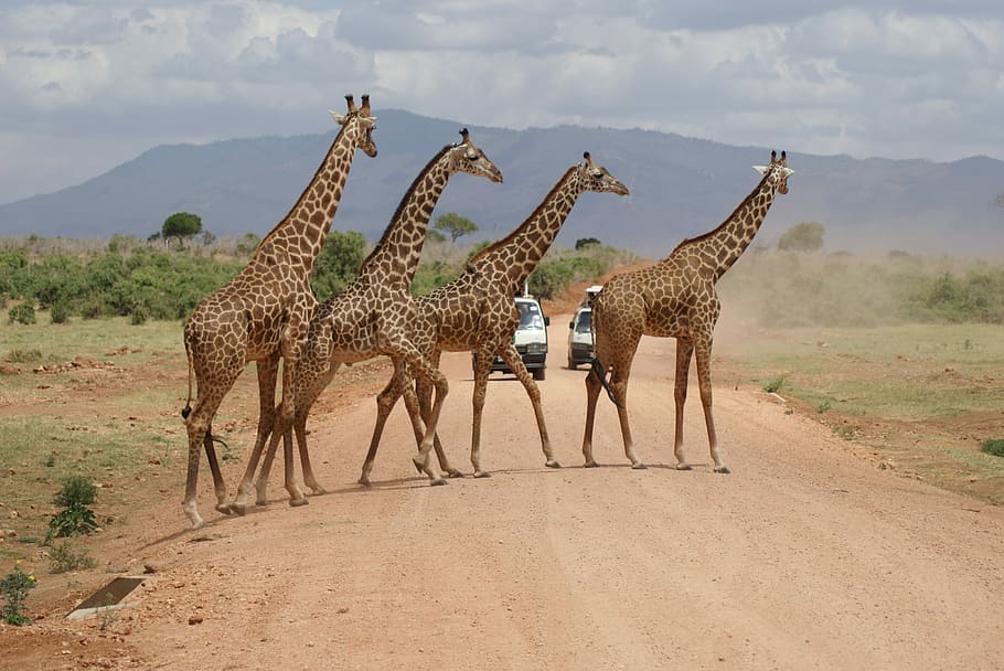 campaign, giraffe, desert, camel, animal, group of animals HD wallpaper
