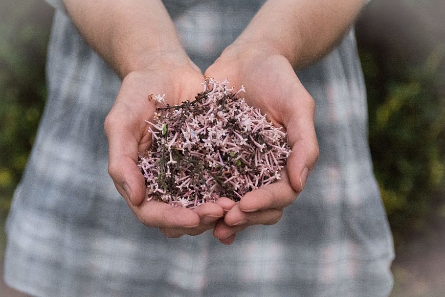 pink petaled flowers in person's hand, pink petals on human hand HD wallpaper