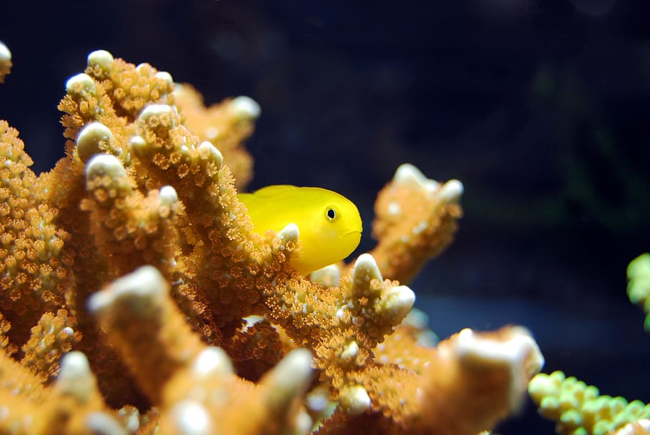 selective focus of fish near the coral, red, yellow, underwater HD wallpaper