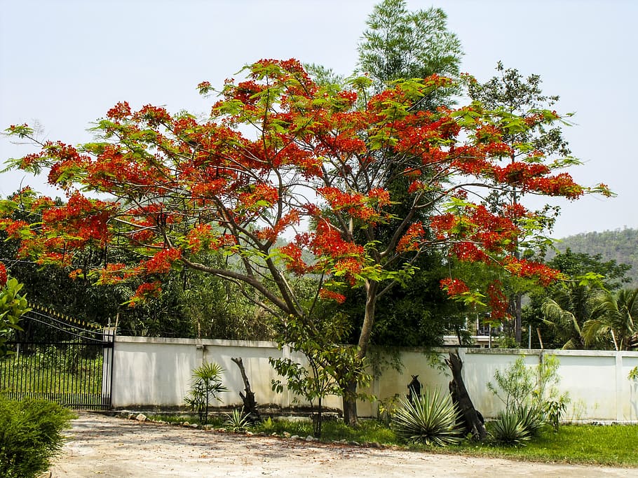 flourishing tree, red, bright, autumn, nature, leaf, outdoors HD wallpaper