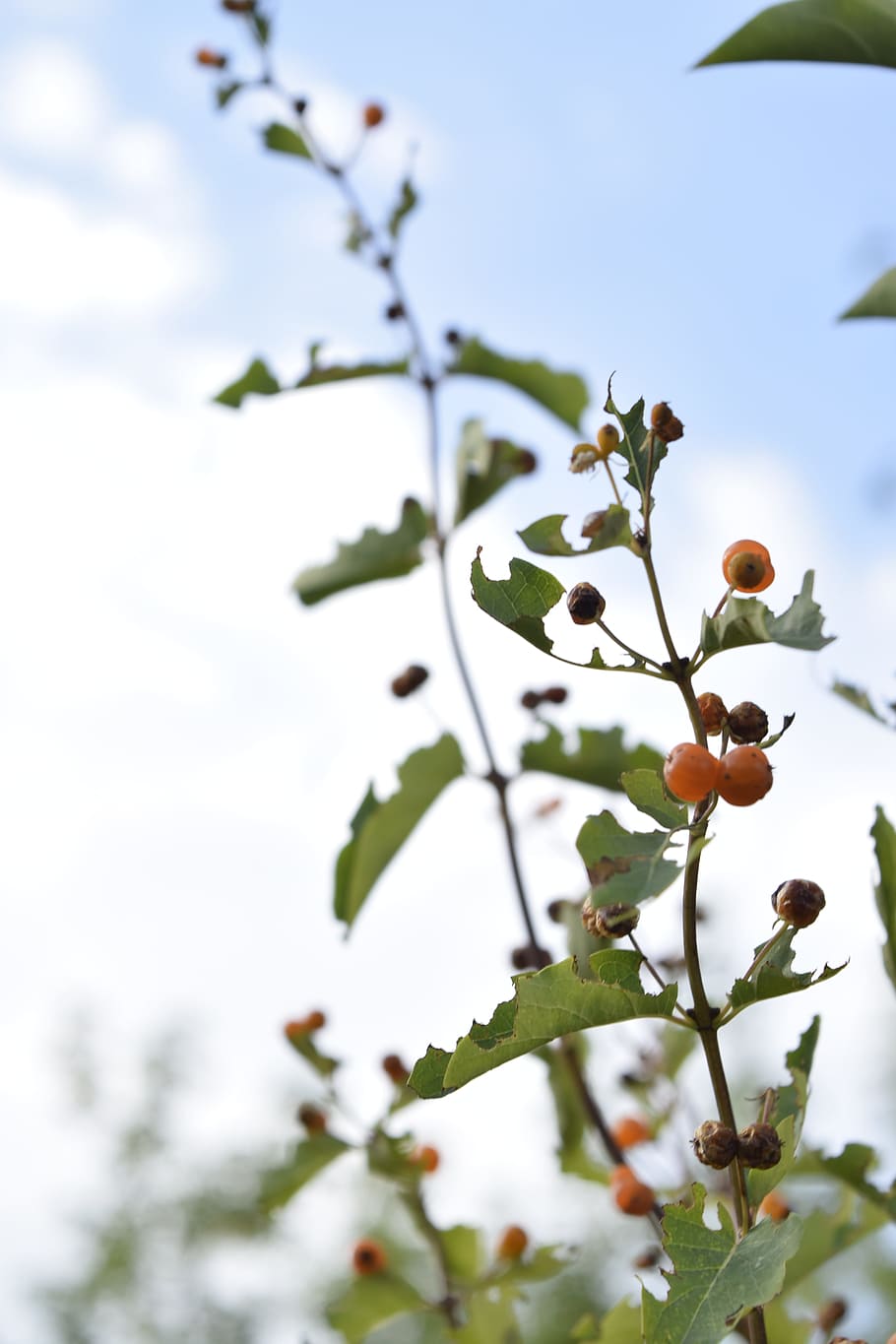 plants, grass, berry, growth, focus on foreground, close-up HD wallpaper