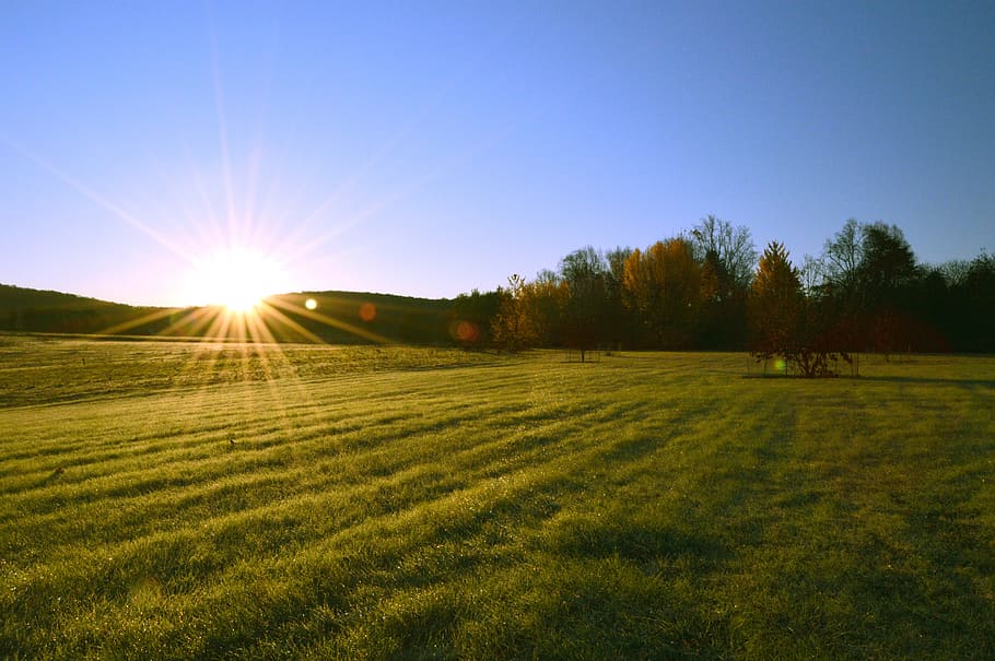green grass field and green trees under blue sky at daytime HD wallpaper