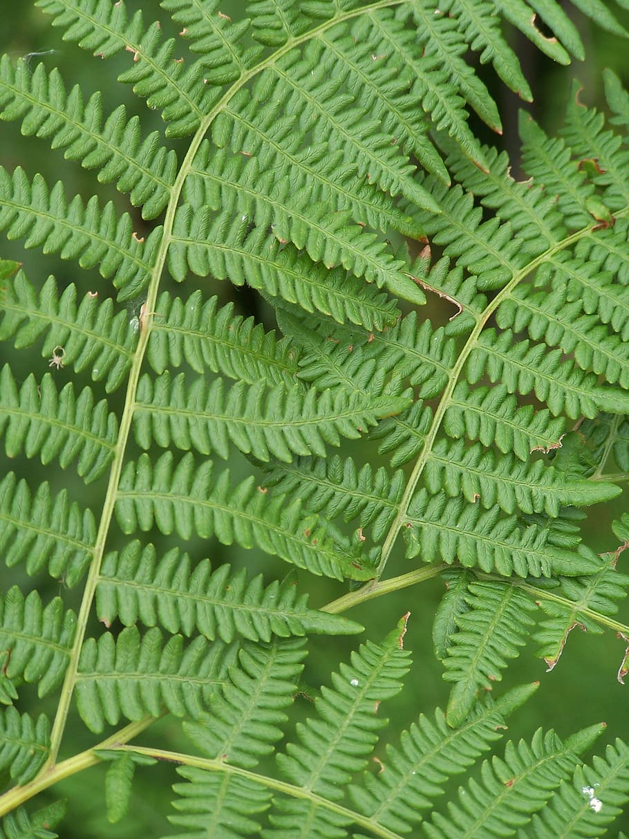 fern, green, forest, foliage, green color, leaf, plant part HD wallpaper