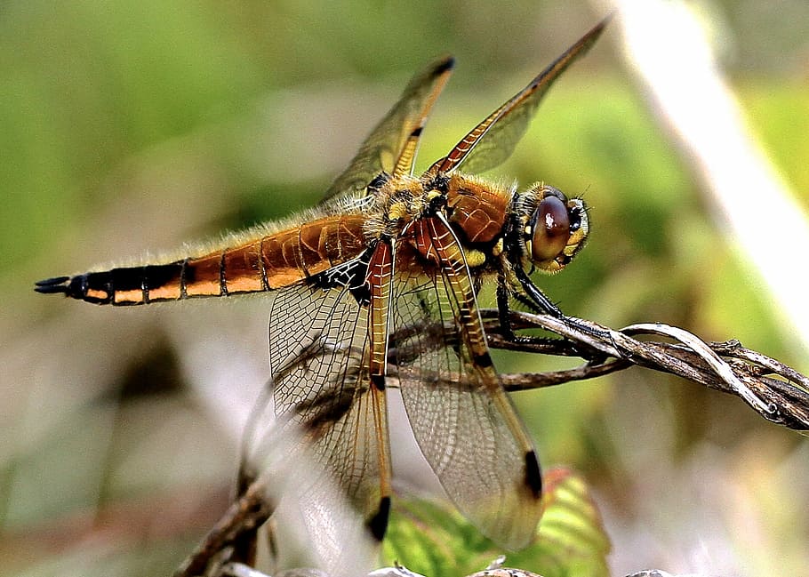 macro shot photo of a brown dragonfly on branch, insect, bug HD wallpaper