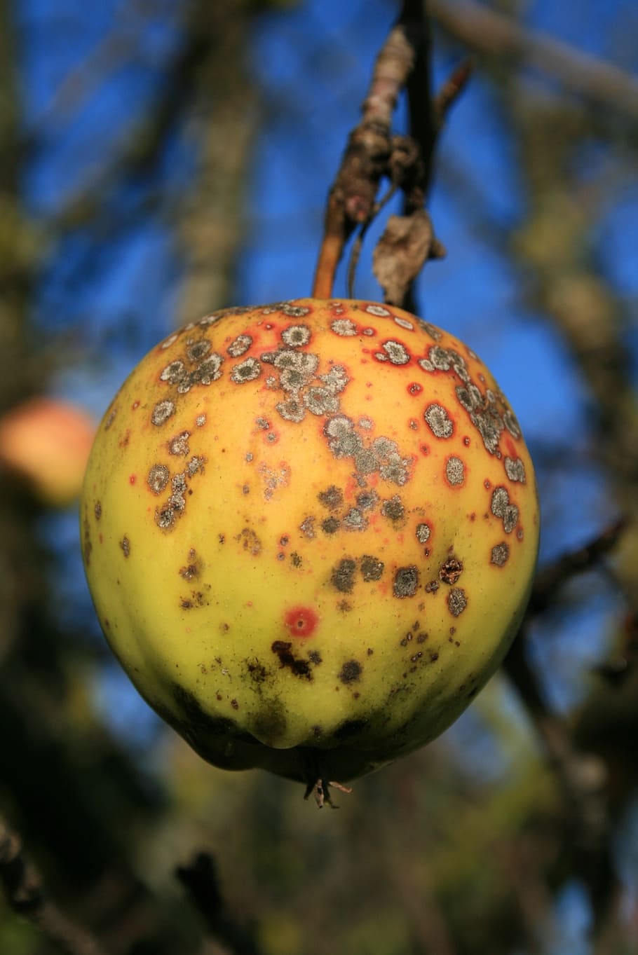 apple, apple tree, stainless, fruit, blemish, focus on foreground HD wallpaper