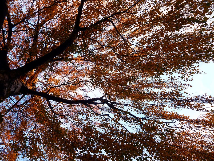tree, birch, autumn, deciduous tree, nature, tribe, wood, aesthetic, HD wallpaper