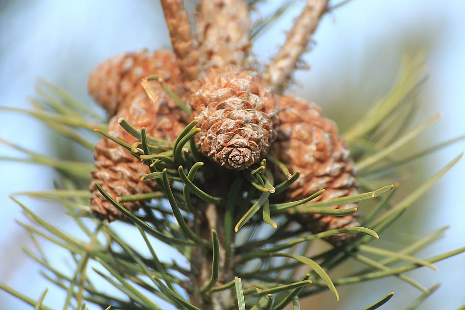 conifer, pine, tap, pine cones, tree, nature, pine needles HD wallpaper