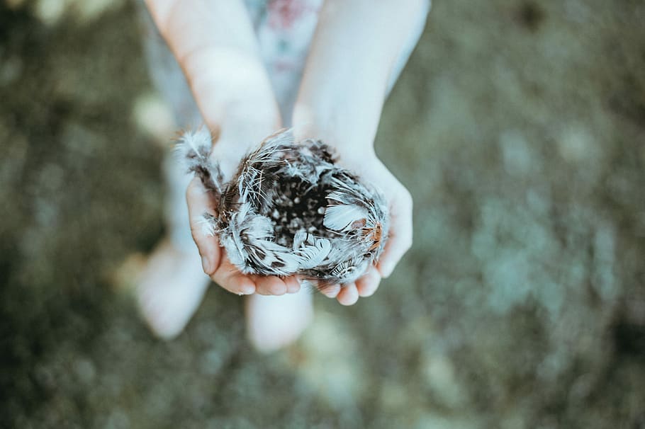 Close of up child holding birds nest, person holding nest photo HD wallpaper