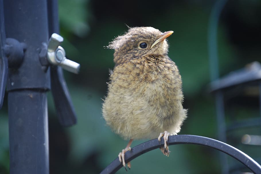focused photo of brown bird on gray steel frame, robin, fledgling HD wallpaper