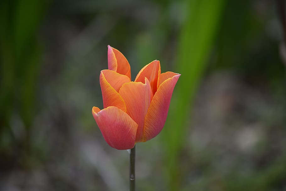 flower, tulip, spring, nature, tulip spring, flora, botany HD wallpaper